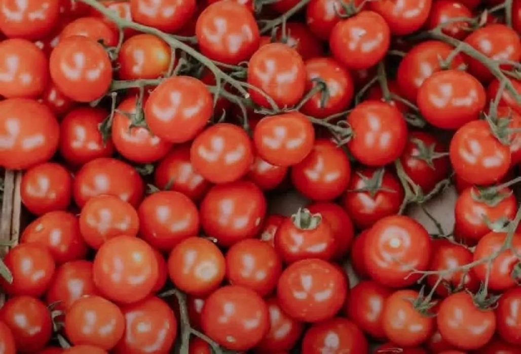 وزارة الزراعة تعيد فتح تصدير البندورة