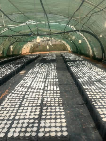 جمعية سيدات قرى حوض الديسة… حارسات التراث والبيئة في وادي رم