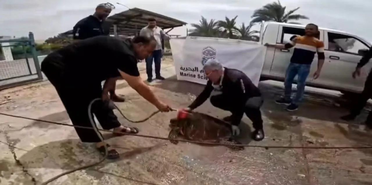 إنقاذ سلحفاة علقت داخل قناة تبريد في مجمع صناعي بالعقبة