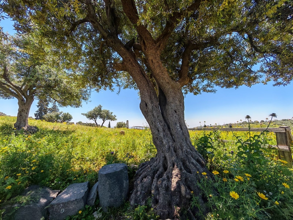 الأمن العام: نتمنى لكم عطلة نهاية أسبوع ممتعة وآمنة، وندعو الجميع إلى الالتزام بالضوابط البيئية أثناء التنزه