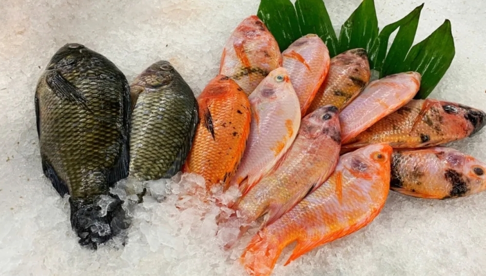 تجارة العقبة: اتفاق مبدئي لتسهيل استيراد الأسماك من مصر