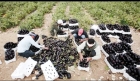 معنيون: الموسم الزراعي بوادي الأردن الأفضل منذ 15 عاما