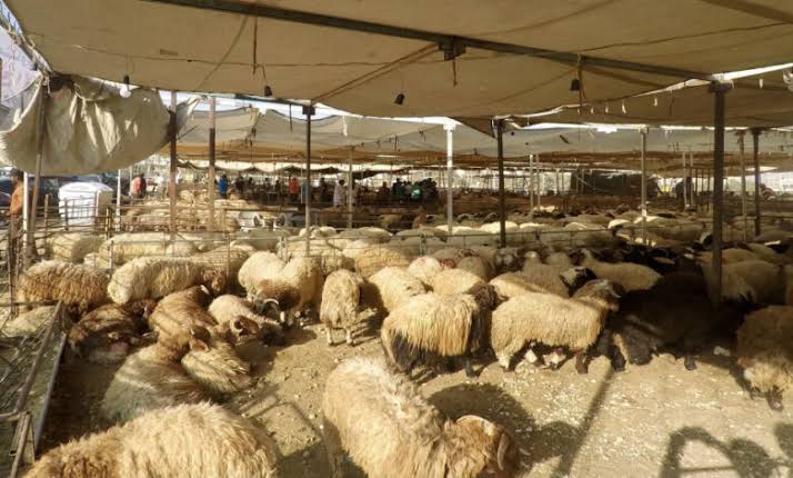 بلدية السلط الكبرى تحدد مواقع بيع الأضاحي