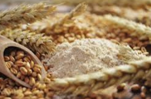 وزارة الزراعة تعلن البدء باستقبال الحبوب من المزارعين