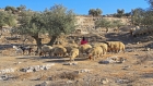 إسرائيليون يسرقون أغناما تعود لفلسطينيين في رام الله