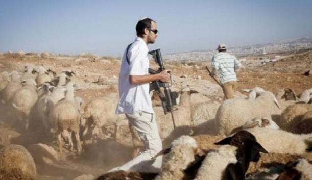 مستعمرون يهاجمون رعاة أغنام قرب بيت عنان ويحاولون سرقة أغنامهم شمال غرب القدس