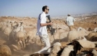 مستعمرون يهاجمون رعاة أغنام قرب بيت عنان ويحاولون سرقة أغنامهم شمال غرب القدس