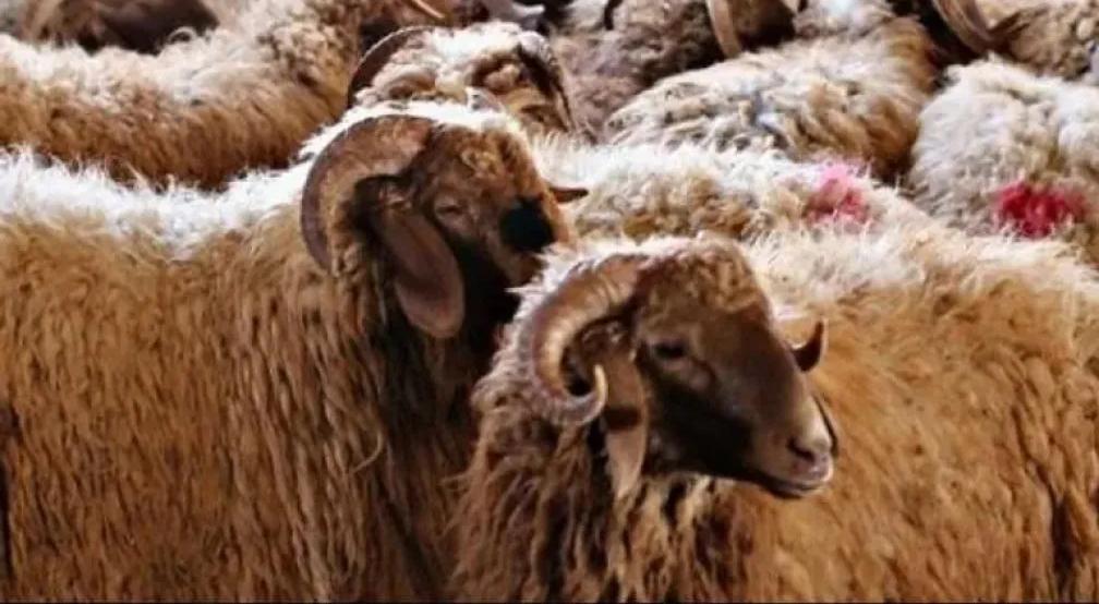 شروط الأضحية في عيد الأضحى.. دليلك الكامل لأحكامها ومبطلاتها ووقت ذبحها