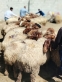 الزبون :  تخفض رسوم حظائر الأضاحي وتنظم مواقع البيع للعيد في الرصيفة