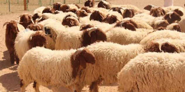 «مربي المواشي»: 20–30 تراجع الإقبال على الأضاحي