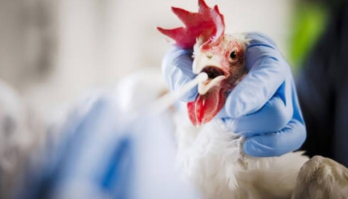 أستراليا تسجل ثاني إصابة بإنفلونزا الطيور H5N1 وتوسع إجراءات الرصد